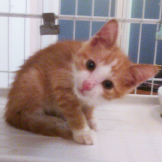 くつ下ねこの茶白くん♂