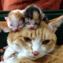 子猫を飼って頂ける方の募集をしています。