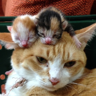 子猫を飼って頂ける方の募集をしています。