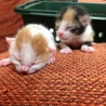 子猫を飼って頂ける方の募集をしています。 サムネイル4