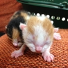 子猫を飼って頂ける方の募集をしています。 サムネイル3