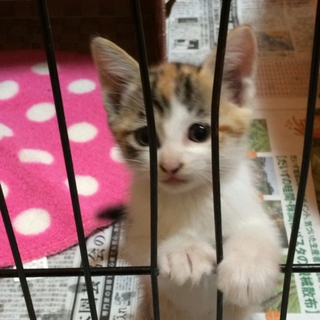 美猫です！甘えん坊の小桃ちゃん