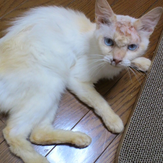 やや長毛の薄茶のシャムっぽい猫