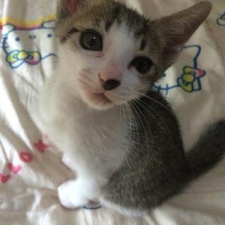 生後2ヶ月！元気な女の子です！