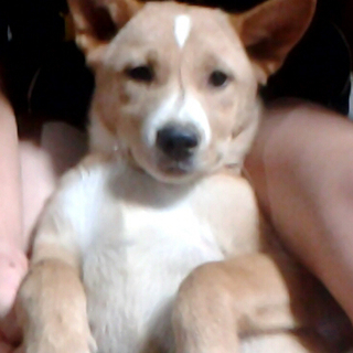 元気がいいけど赤ちゃんもＯＫな女の子