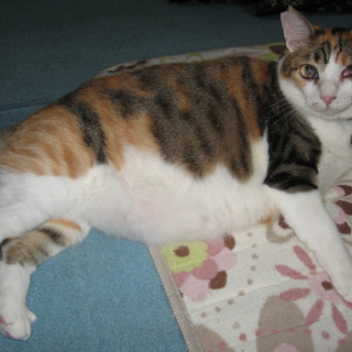 盲目の三毛7才・母猫のように優しい子