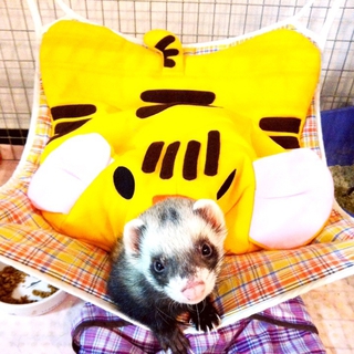 フェレット君の里親になって下さい