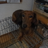 アズの里親募集 サムネイル2