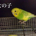 セキセイインコの里親さん募集。
