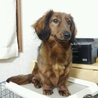 アズの里親募集 サムネイル4