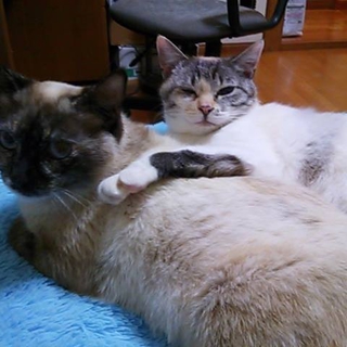 仲良し2匹の里親募集！