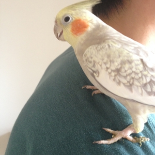 オカメインコ　里親　募集　メス　シナモンパール　