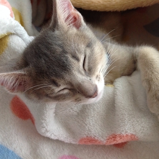 アビシニアンANDスコティッシュのミックス♂猫