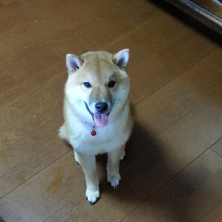 柴犬オスの里親さんを募集します