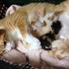 子猫を飼って頂ける方の募集をしています。 サムネイル5