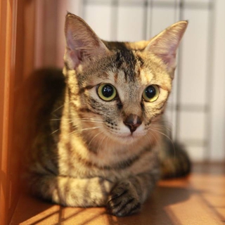 子猫と捨てられた美人キジトラ♀アイリス まだ1歳
