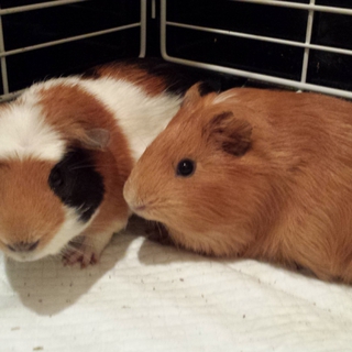 モルモット（2匹）里親募集