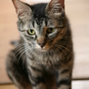 まるで子猫のような人間大好きな愛情深い母猫さくら サムネイル3