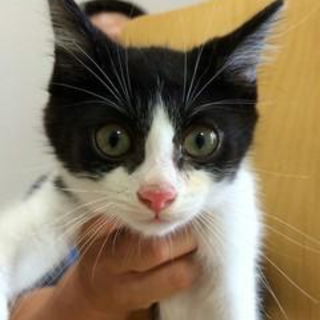 神奈川県　おっとり黒白兄弟No.4　３ヶ月半