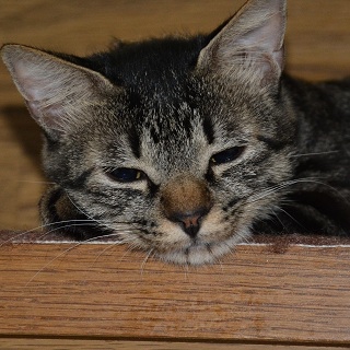 まるで子猫のような人間大好きな愛情深い母猫さくら