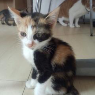 神奈川県　かしこい三毛猫　３ヶ月半