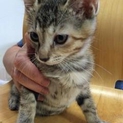 神奈川県　かわいい茶トラの女の子　３ヶ月半