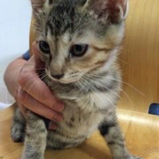 神奈川県　かわいい茶トラの女の子　３ヶ月半