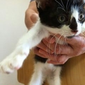 神奈川県　人懐っこい黒白くん　約３ヶ月