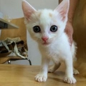 神奈川県　かわいい白茶の女の子　２ヶ月半
