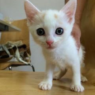 神奈川県　かわいい白茶の女の子　２ヶ月半