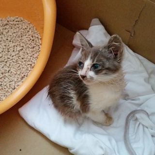 子猫の里親募集です