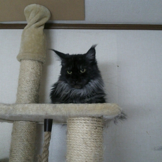 可愛がってくださる方募集中です！！