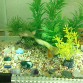 グッピーの里親募集です