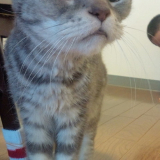 猫ちゃんの里親、転勤のため急募です！！