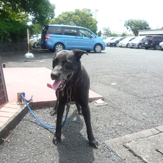 元気なラブ系大型の男の子です！！