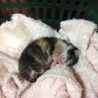 子猫を飼って頂ける方の募集をしています。 サムネイル6