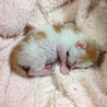 子猫を飼って頂ける方の募集をしています。 サムネイル7