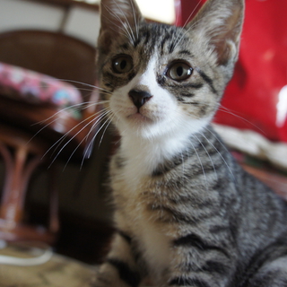 子猫の里親募集中