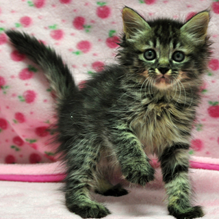 ゴージャス！長毛キジトラのシームちゃん