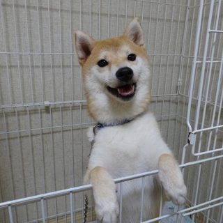 柴犬♀/2歳半/小さめ/人懐こく吠えない子です