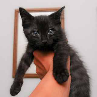 保健所に遺棄されていた黒猫「スス」ちゃん