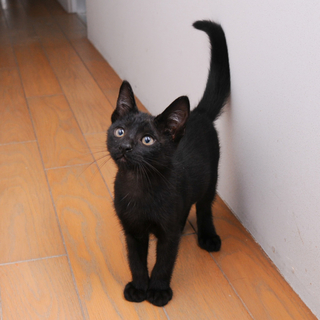 保健所からレスキューした黒猫「マメ」君