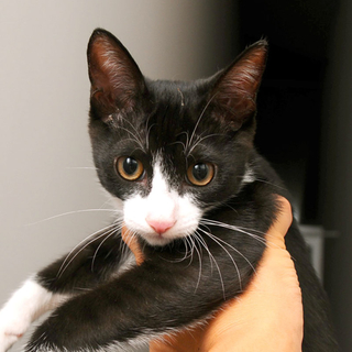 白黒猫「イクラ」ちゃんの飼い主さん募集！