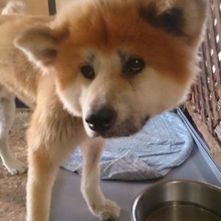 秋田犬(雄)の家族を探しています
