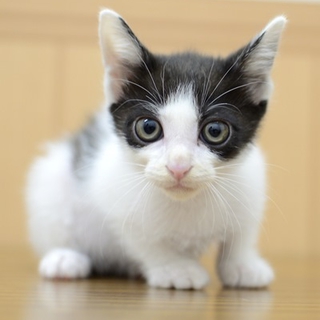 子猫の白黒八割れみるく君