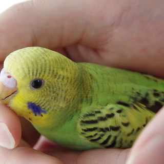 セキセイインコの雛　里親様きまりました。