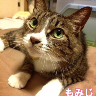 目ヂカラきらりんもみじちゃん