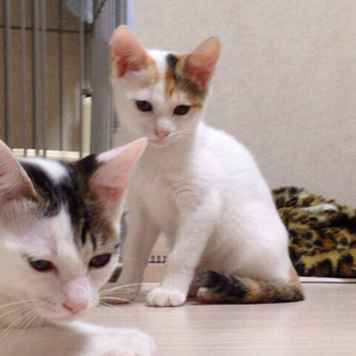 頭としっぽにだけ柄のある三毛ちゃん