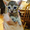 可愛い盛りのチビにゃん サムネイル7