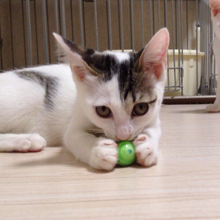陽気で甘えん坊のキジ白くん。